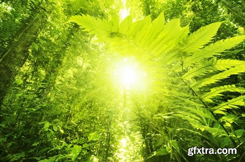 Tropical rainforest foliage green tree crown 25 HQ Jpeg