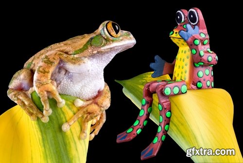 Funny animal toad frog insect spider rat chameleon 25 HQ Jpeg