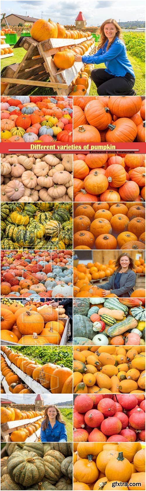 Different varieties of pumpkin