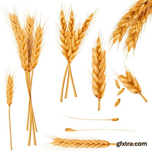 Vectors - Realistic Wheat Set