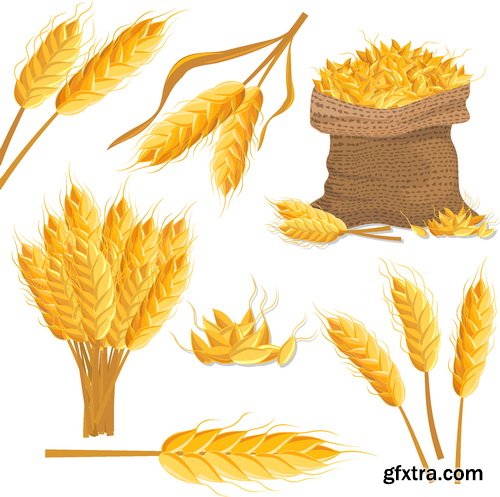 Vectors - Realistic Wheat Set