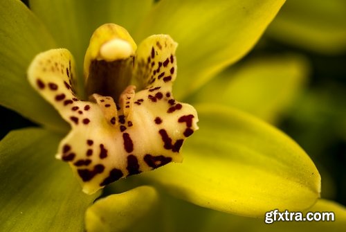 Orchid flower petal inflorescence 25 HQ Jpeg