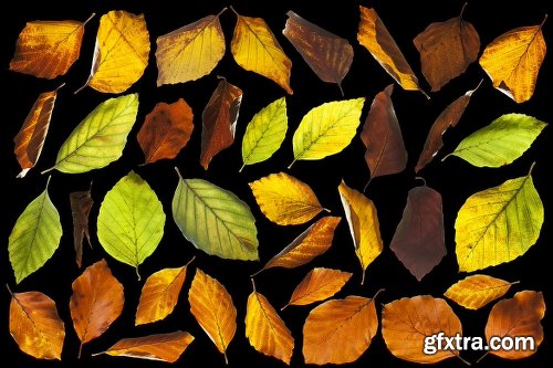 139 Isolated Autumn Leaves