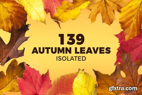 139 Isolated Autumn Leaves