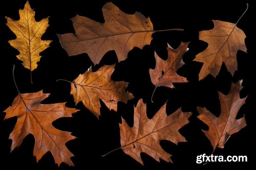 139 Isolated Autumn Leaves