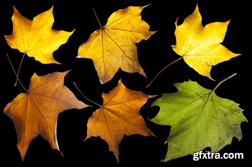 139 Isolated Autumn Leaves