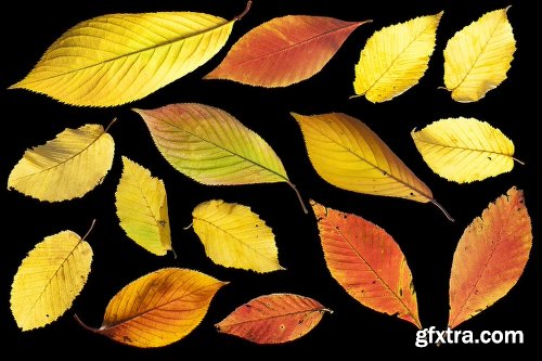 139 Isolated Autumn Leaves