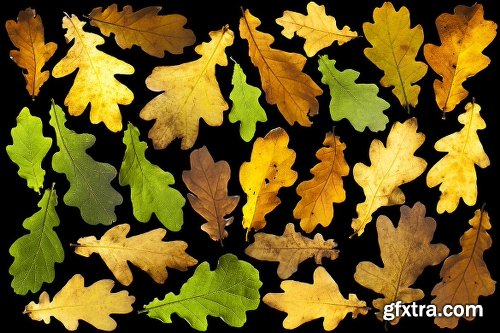 139 Isolated Autumn Leaves