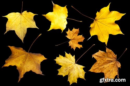 139 Isolated Autumn Leaves