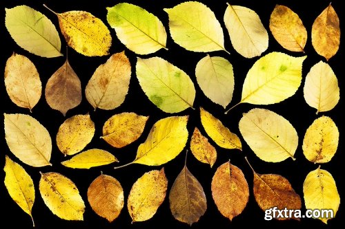 139 Isolated Autumn Leaves