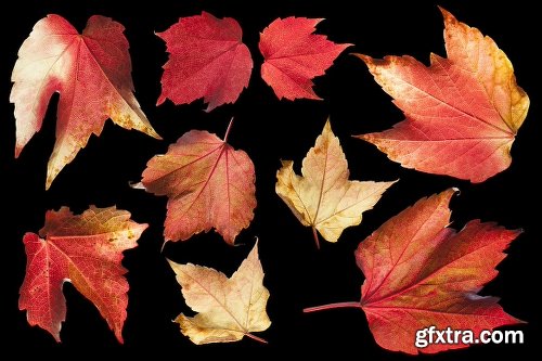 139 Isolated Autumn Leaves