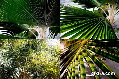 CreativeMarket TROPICAL LEAVES JUNGLE BUNDLE 2027243