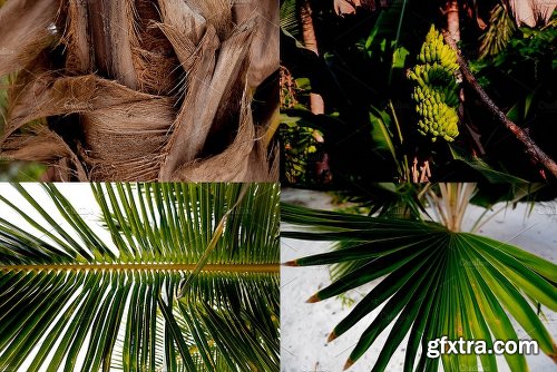 CreativeMarket TROPICAL LEAVES JUNGLE BUNDLE 2027243