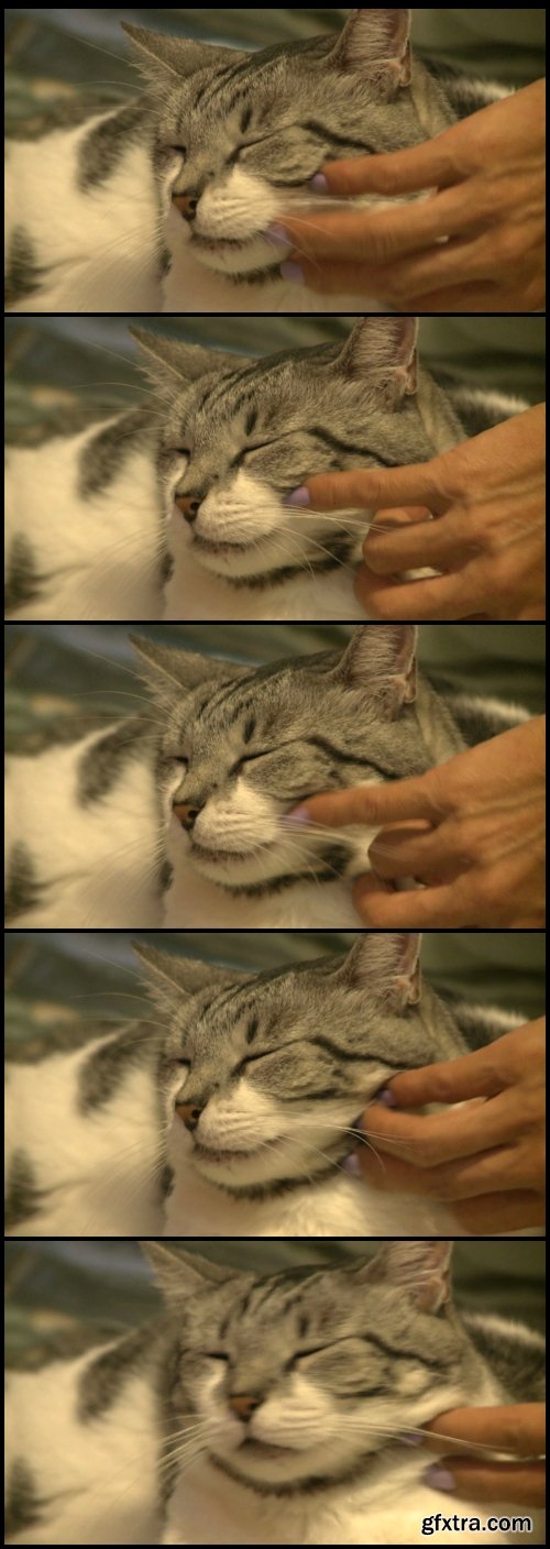 Cat Being Scratched