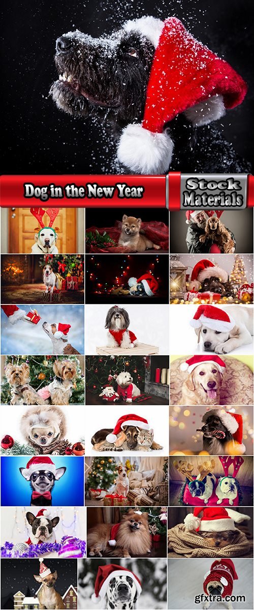 Dog in the New Year holiday costume 25 HQ Jpeg