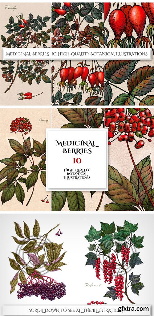 CM - Botanical Illustrations. Berries 2011617