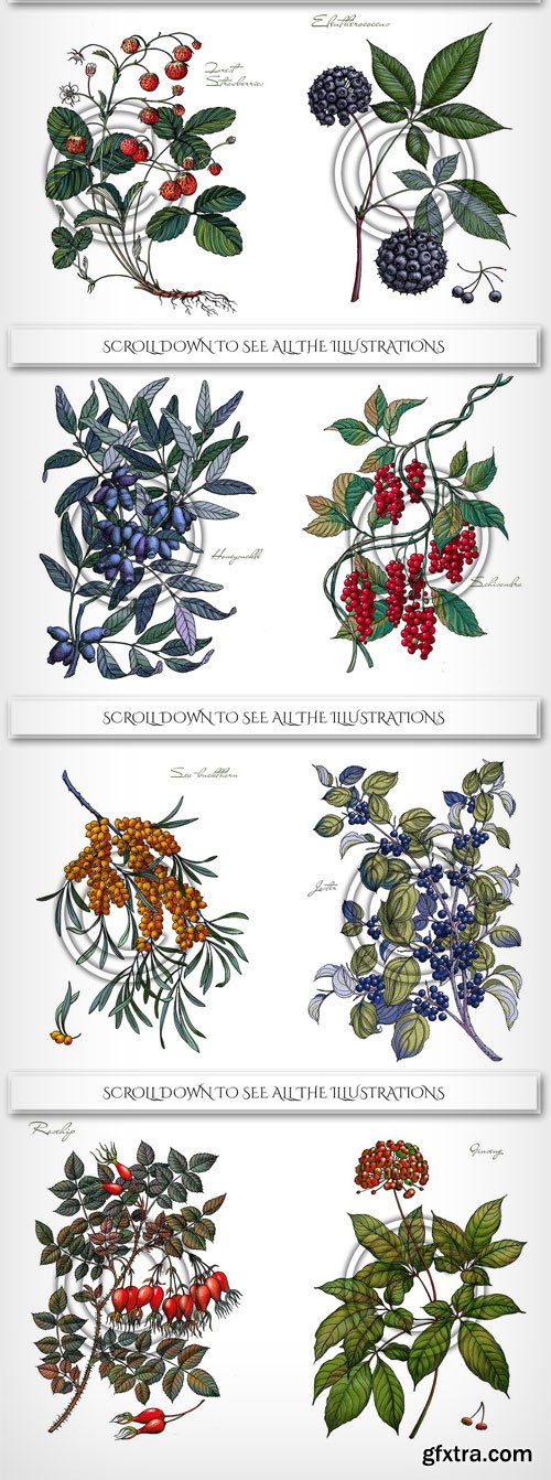 CM - Botanical Illustrations. Berries 2011617