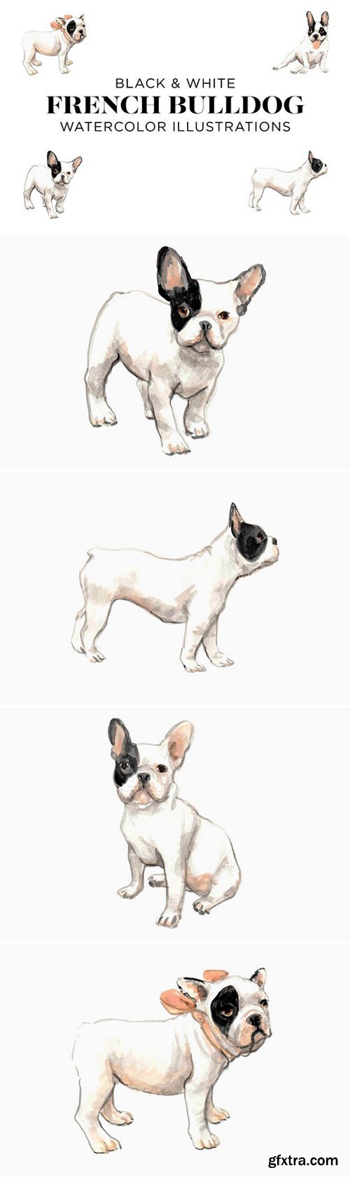 CM - Black and White French Bulldogs 2025077