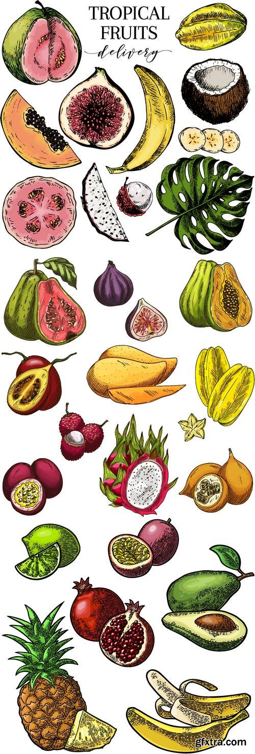 Vectors - Sketch Tropical Fruits