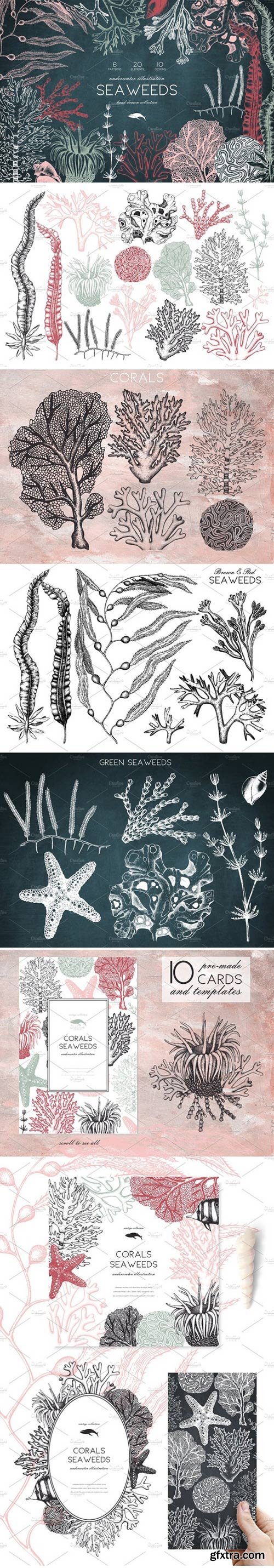 CM - Vintage Seaweeds Illustrations 2021757