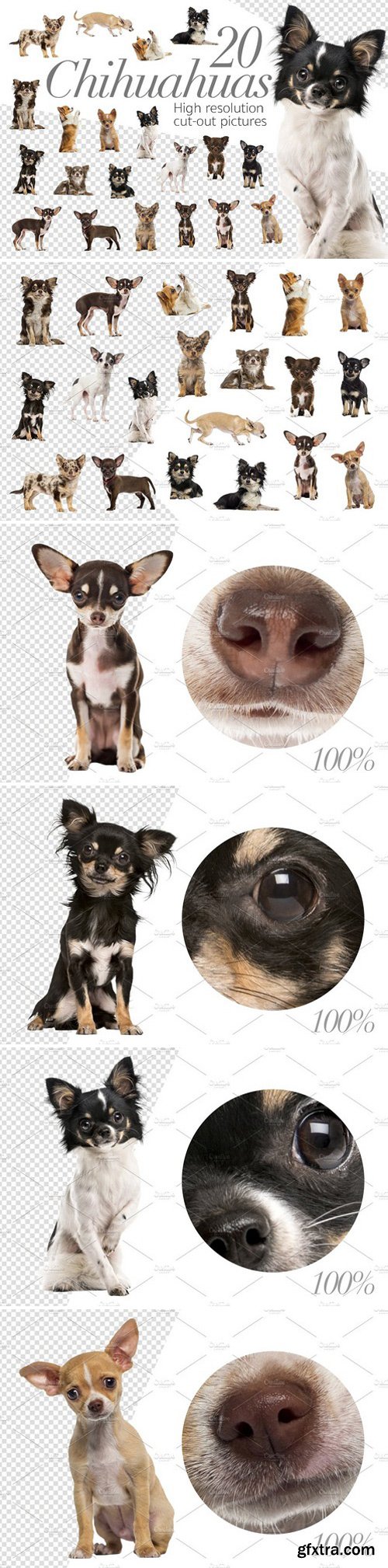 CM - 20 Chihuahuas - Cut-out Pictures 2042332