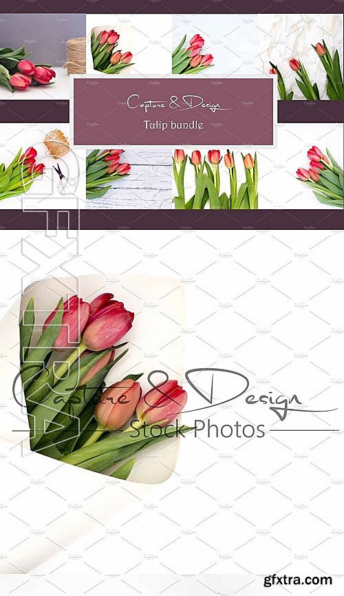 CM - Spring Red Tulip Square Bundle 2089203