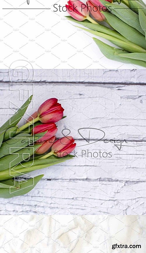 CM - Spring Red Tulip Square Bundle 2089203