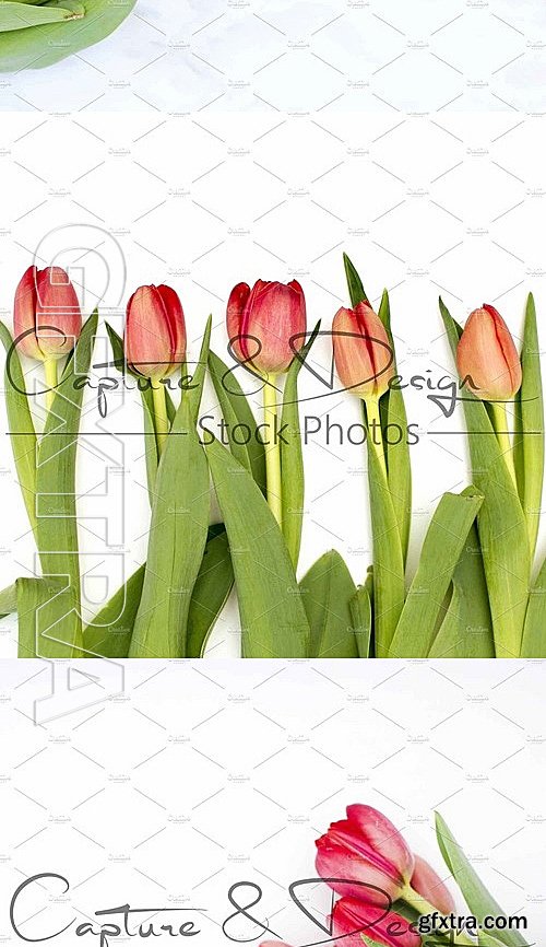 CM - Spring Red Tulip Square Bundle 2089203