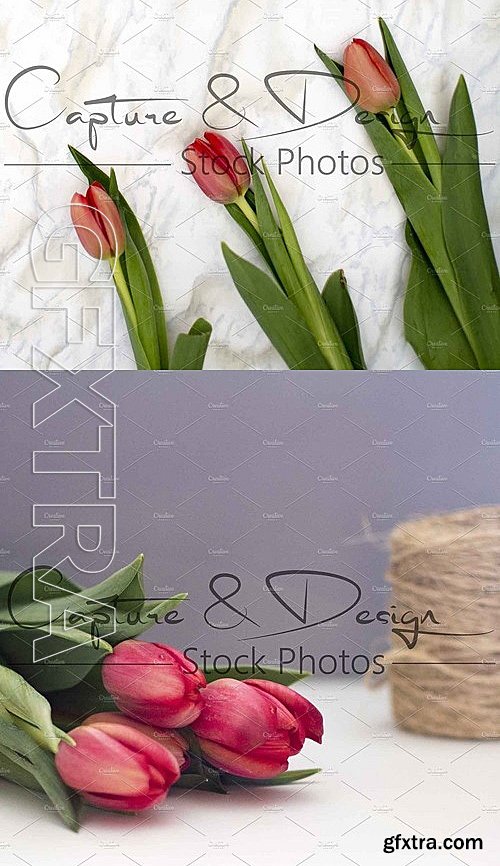 CM - Spring Red Tulip Square Bundle 2089203