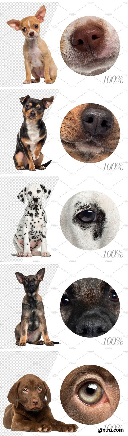 CM - 100 Dogs Bundle - Cut-out Pictures 2042414