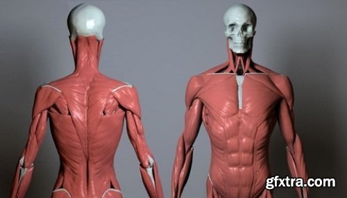 Artistic Anatomy in ZBrush