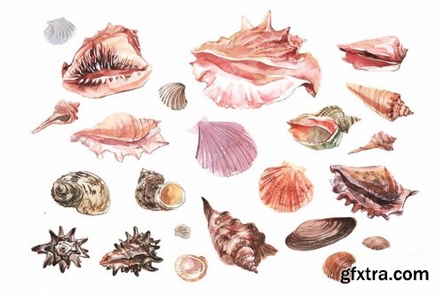 CM - Watercolor set SEA SHELLS 1961659