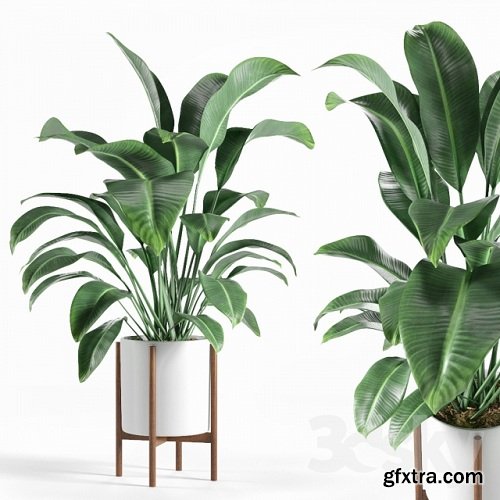 Pot plant 3d Model