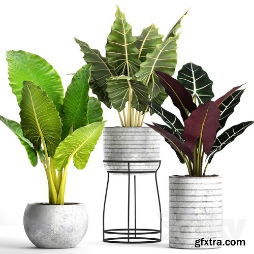 Collection of plants in pots 33 3d Model