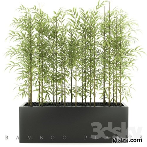 BAMBOO PLANTS 49 3d Model