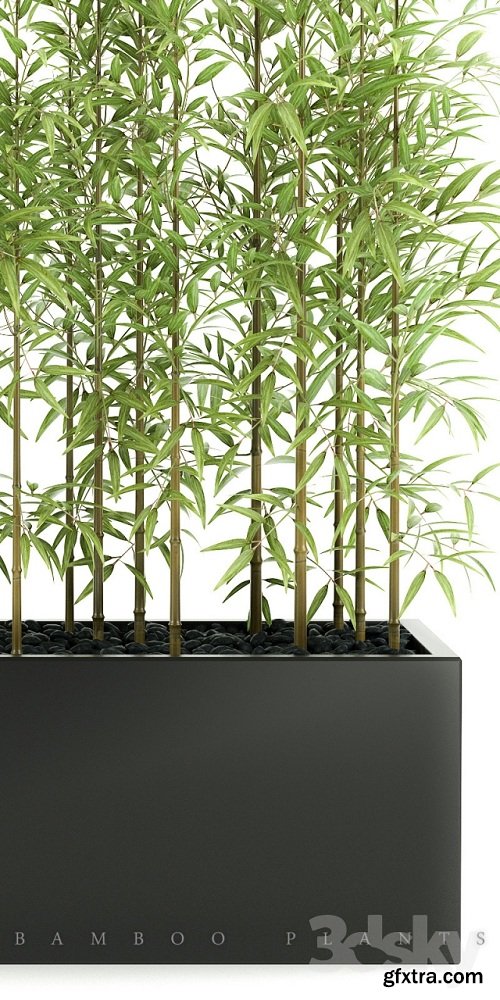 BAMBOO PLANTS 49 3d Model