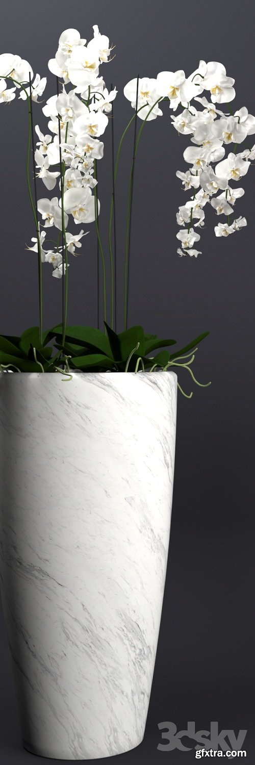 Orchid 4 3d Model