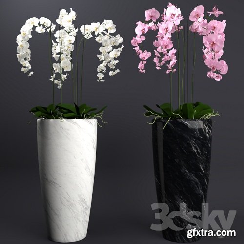 Orchid 4 3d Model