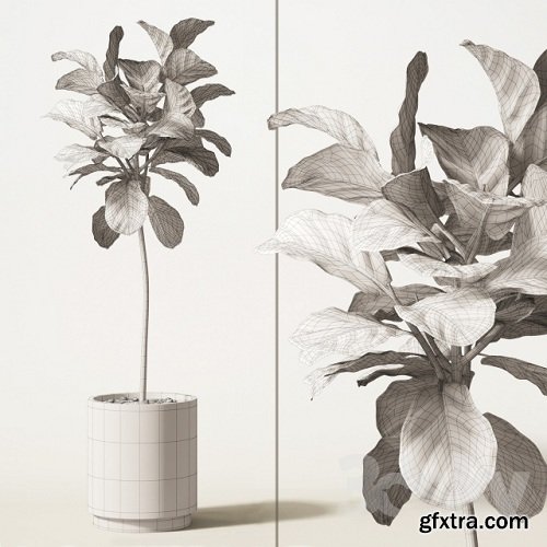 Ficus Lyrata Plant