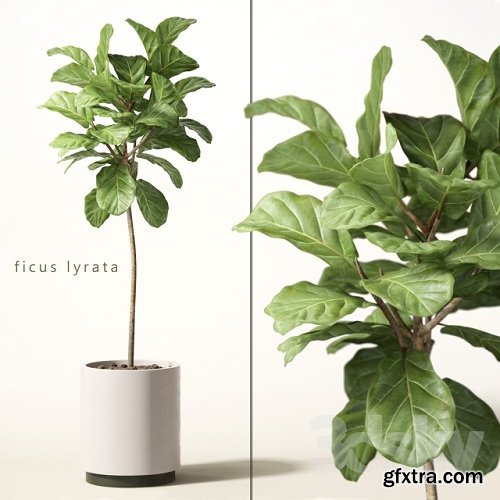 Ficus Lyrata Plant