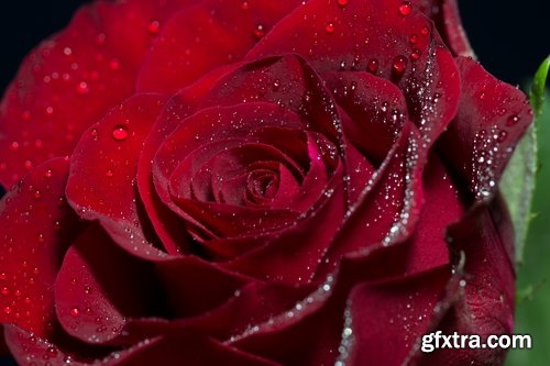 Rose background is Valentine\'s Day gift petal red flower 25 HQ Jpeg