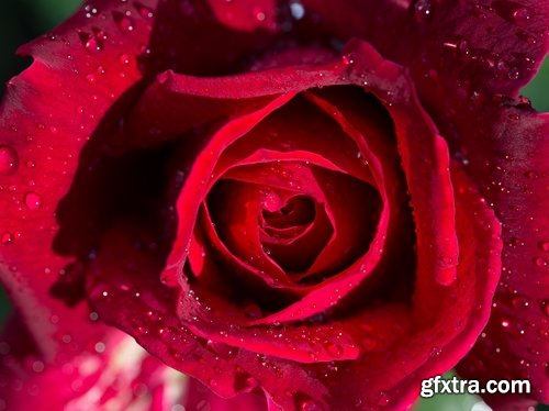 Rose background is Valentine\'s Day gift petal red flower 25 HQ Jpeg