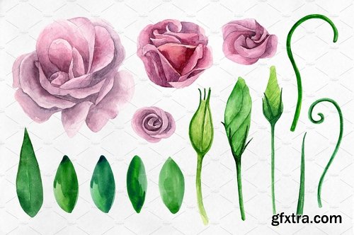 CM - Watercolor lisianthus clip art 2166392