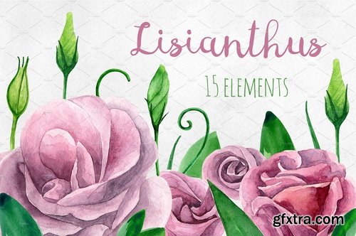 CM - Watercolor lisianthus clip art 2166392