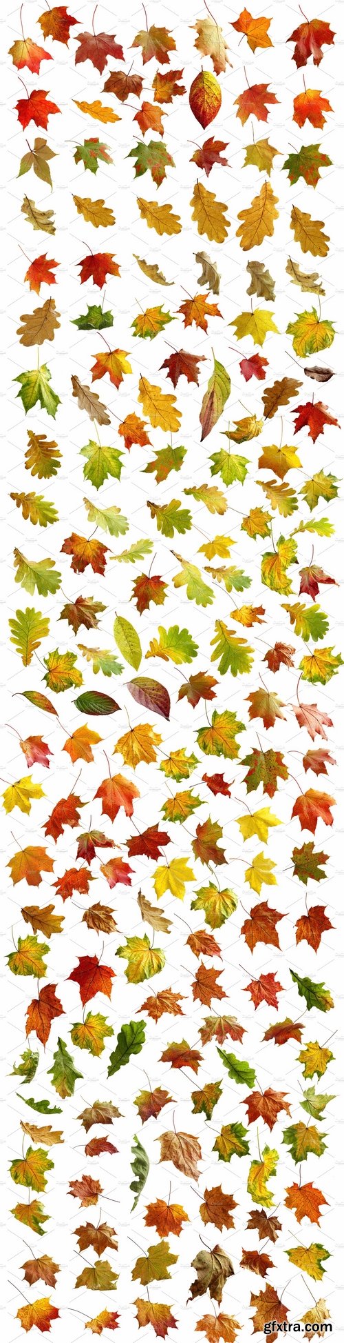 CM - Autumn Leaves Overlays 2186859