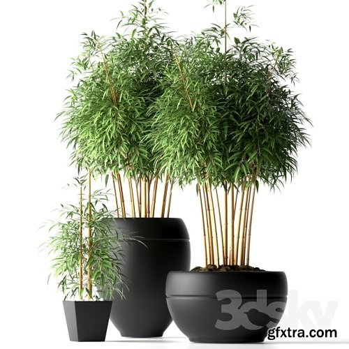 BAMBOO PLANTS 18