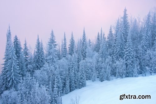 Winter forest snow tree sunrise snowfall 25 HQ Jpeg