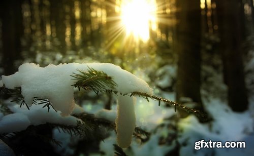 Winter forest snow tree sunrise snowfall 25 HQ Jpeg