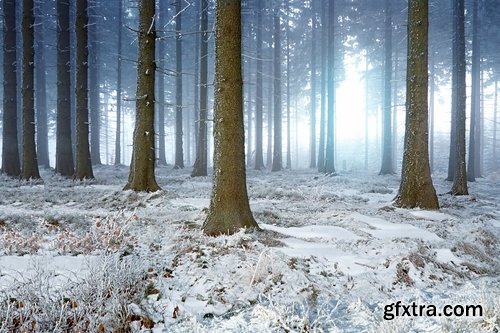 Winter forest snow tree sunrise snowfall 25 HQ Jpeg