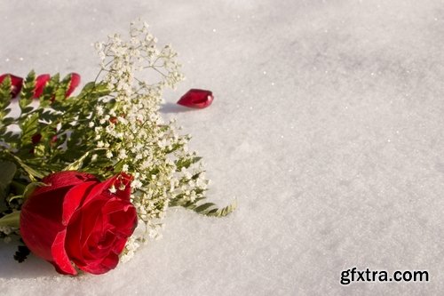 Images of roses in the snow 25 HQ Jpeg